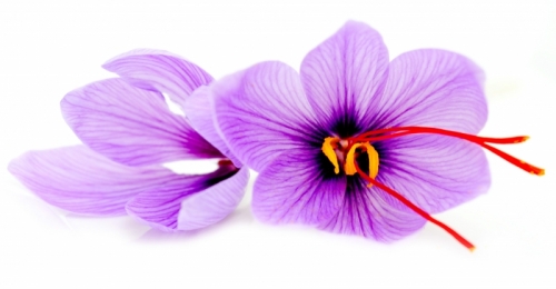 Psihično ravnovesje z žafranom