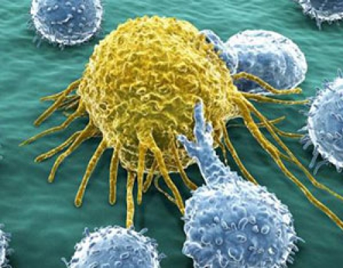 Rak in imunski sistem