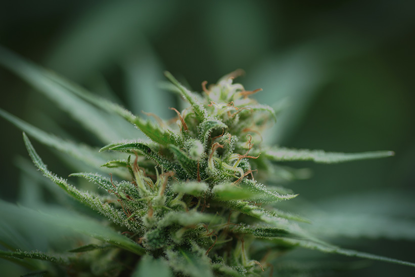 hemp rastlina