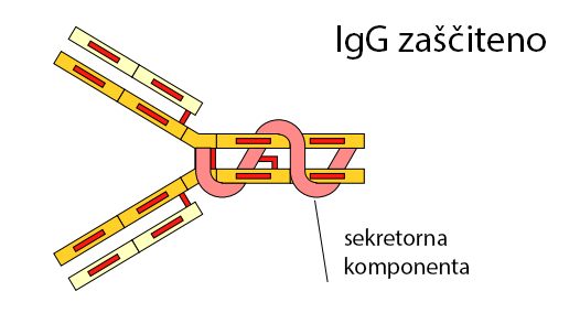 IgG zaščita